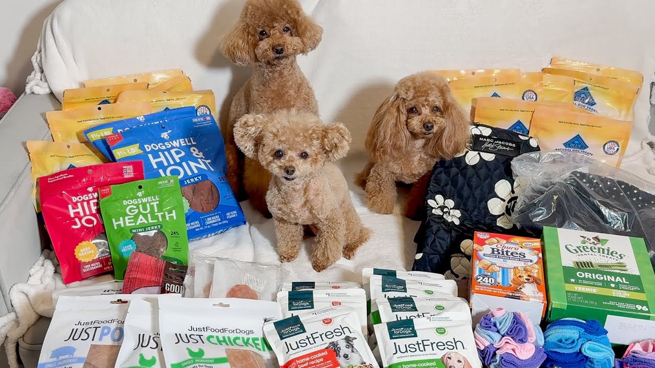 愛犬たちも大満足？ブラックフライデー戦利品紹介🐾