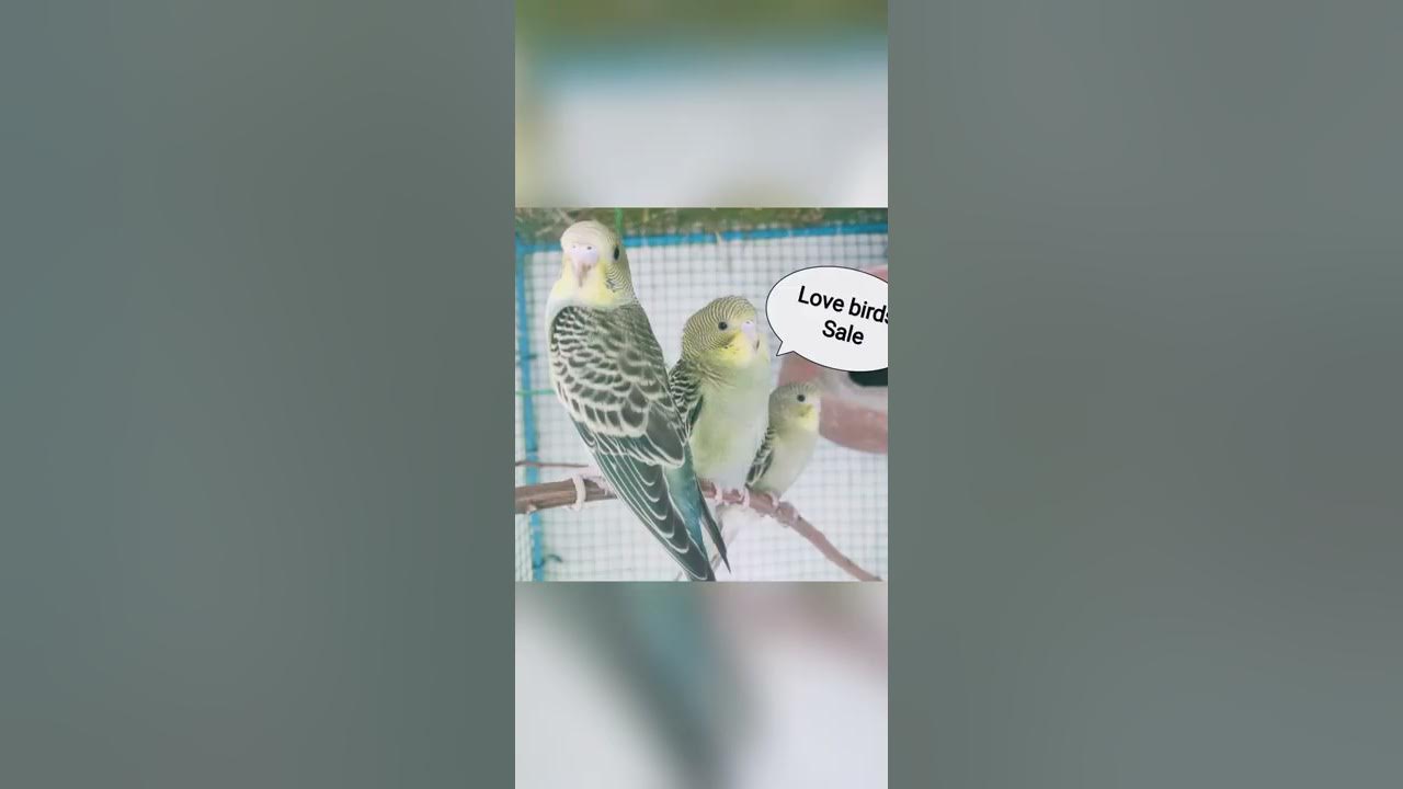 Love birds Sale|Tamizhanda A2Z - YouTube
