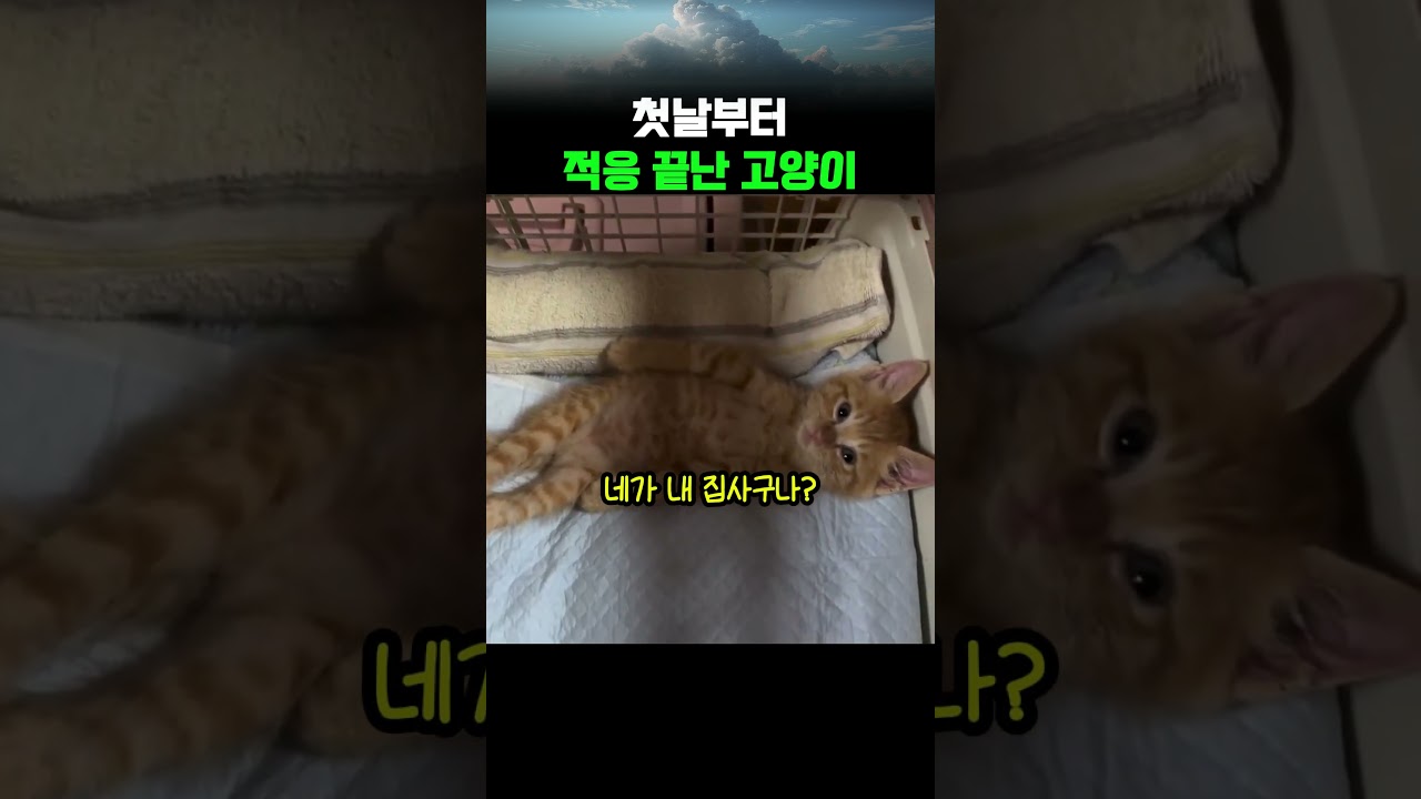 새로 데려온 고양이가 너무 편해 보인다ㅋㅋ #쇼츠 #공감 #웃긴영상 #유머 #animals #shorts