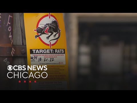 Chicago improves rankings in list of most rodent-infested cities