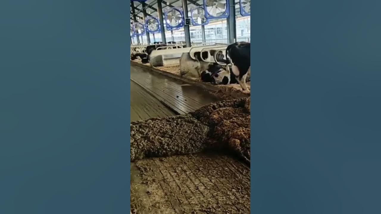 Cow Dung Cleaning Machine YouTube cow-dung-cleaning-machine-youtube