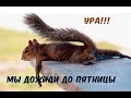 С пятницей! Хороших выходных!