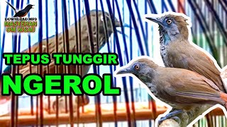 {Masteran OmKicau} TEPUS TUNGGIR  MERAH GACOR NGEROL