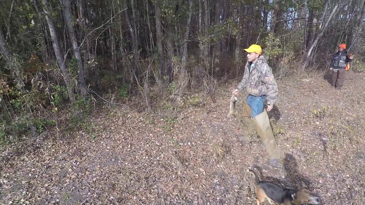 Rabbit Hunting with dogs 12/22/18 - YouTube