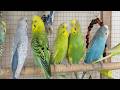 3 Hours of Joyful Budgie Chirps 🌿🐦