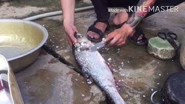 Ty Tv Cá đồng nướng là chuối