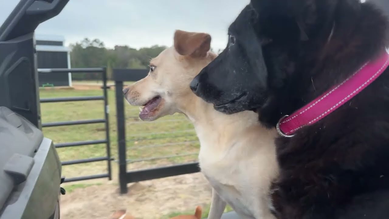 Morning Feed Up and Animal Welfare Check