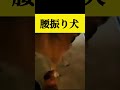 腰振り犬2