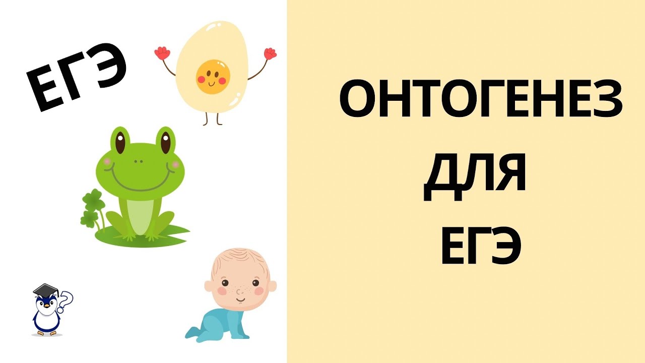 Онтогенез. Эмбриональное и постэмбриональное развитие организмов для ЕГЭ