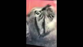 Part 5 of a cat getting back scratch