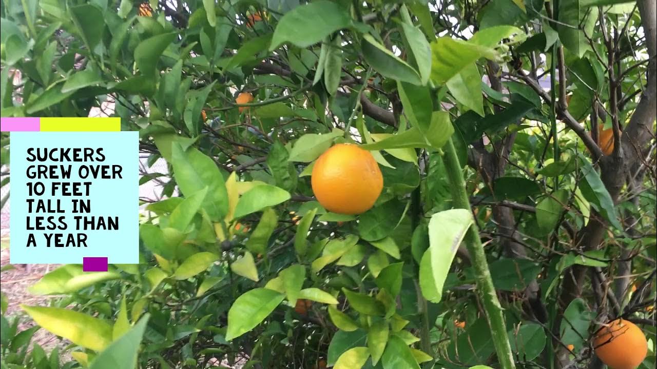 How To Prune Citrus Trees Trimming To Grow More Fruit and Use Less