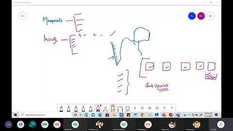 Rule Based Classifier