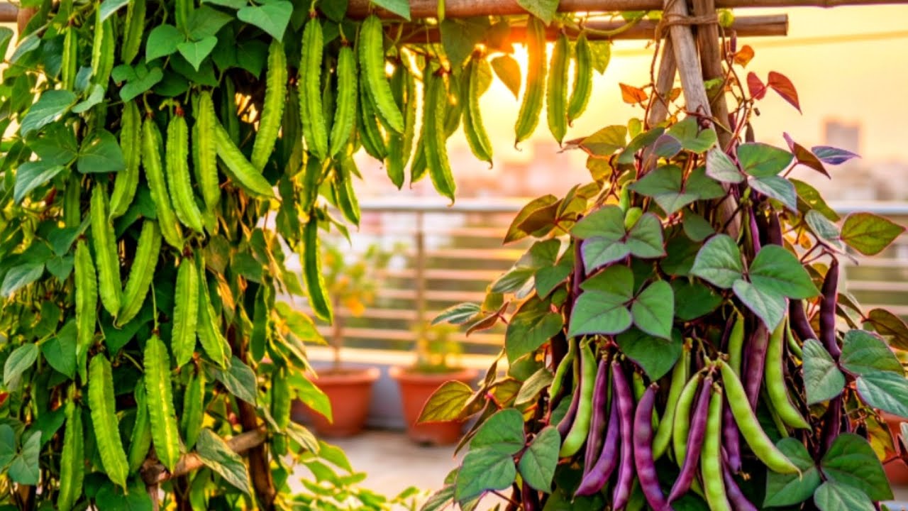 மாடித்தோட்டத்தில் Bumper அறுவடை | | Harvest in our Terrace Garden | | Trending | | Gardening 