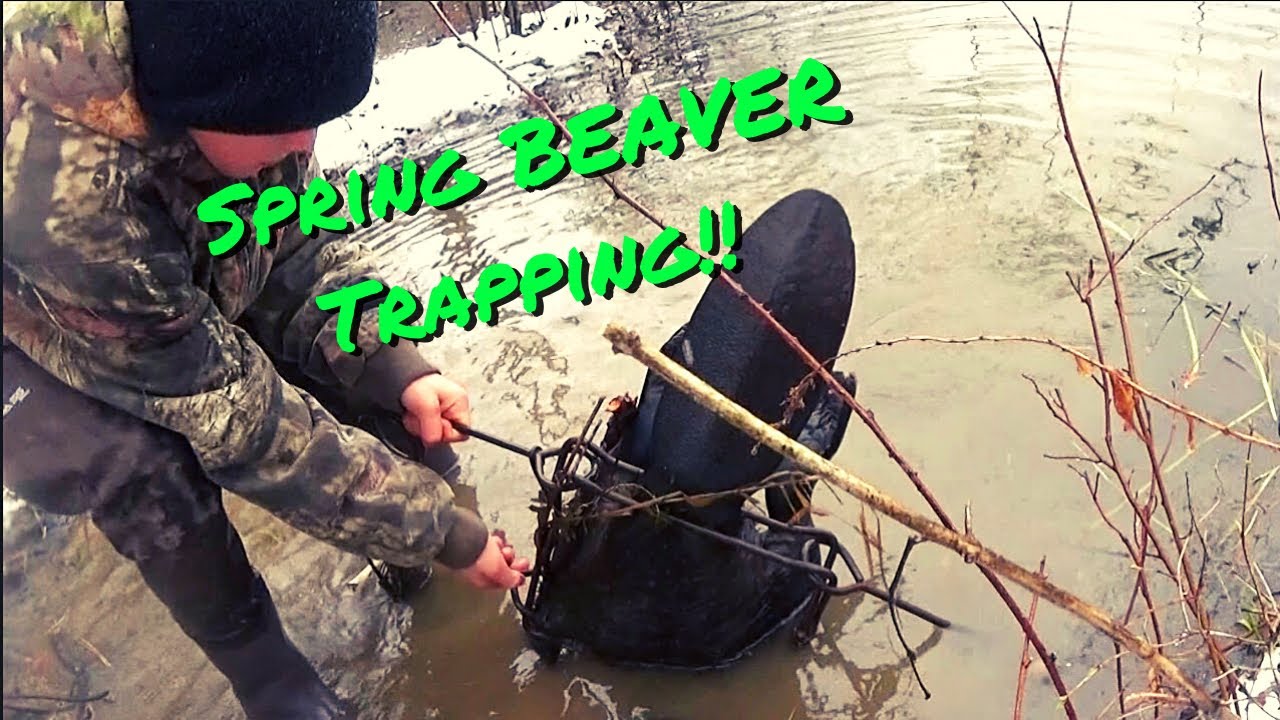 TRAPPING NEW YORK SPRING BEAVER