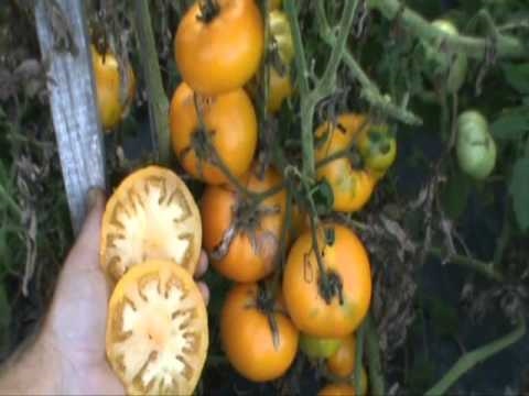Video: Azoychka Beefsteak Tomatos - Erfahren Sie, wie man eine Azoychka-Tomatenpflanze anbaut