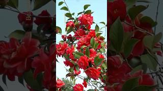 Beautiful Camellia Flower