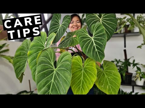 Philodendron Gloriosum | Beginner's Guide | Care Tips! 💕