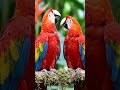 Lovely parrot garden me valentine day ❤️ mna rhe hii