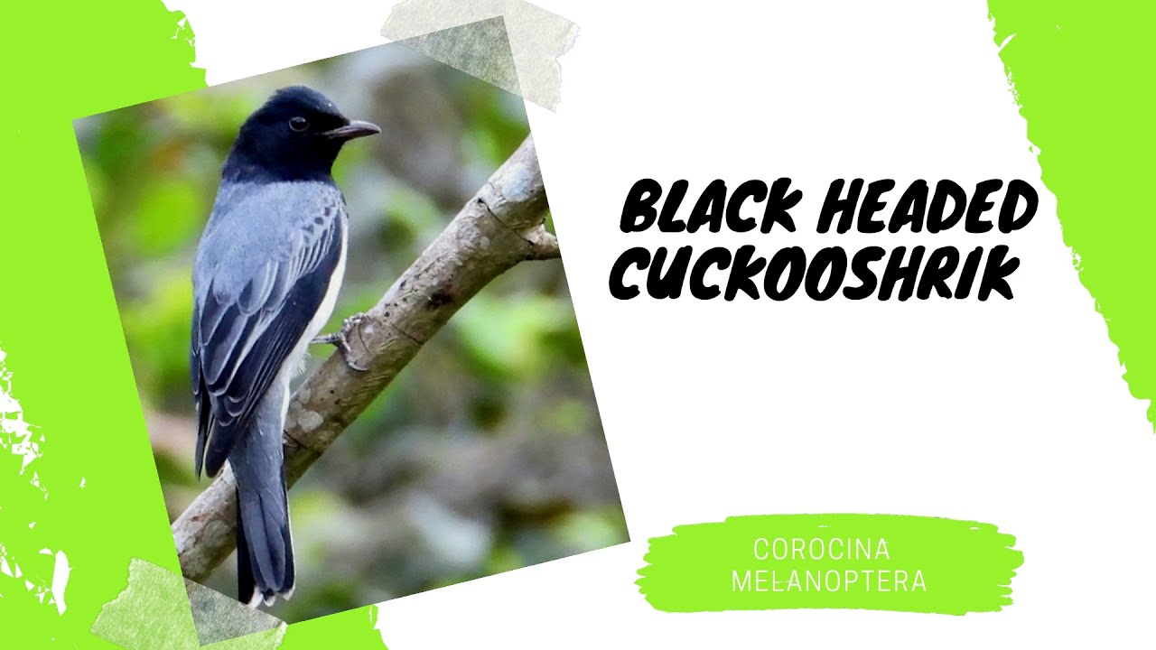 Information Of Black Headed Cuckoo Shrike and voice - By Birds in SL