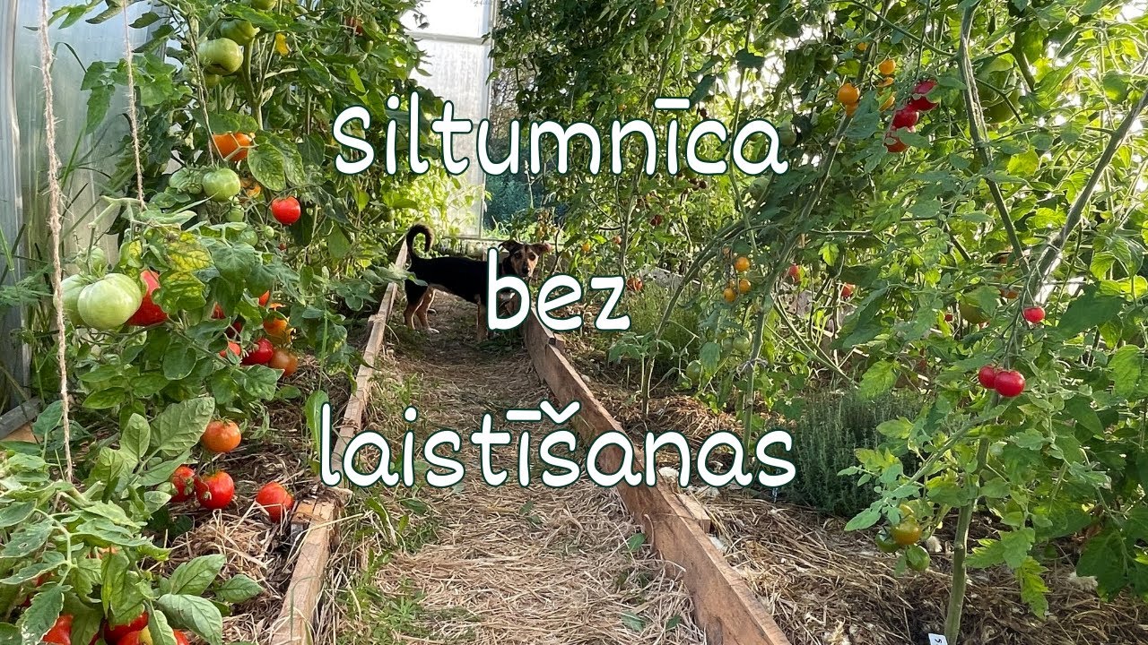 Siltumnīca bez laistīšanas.