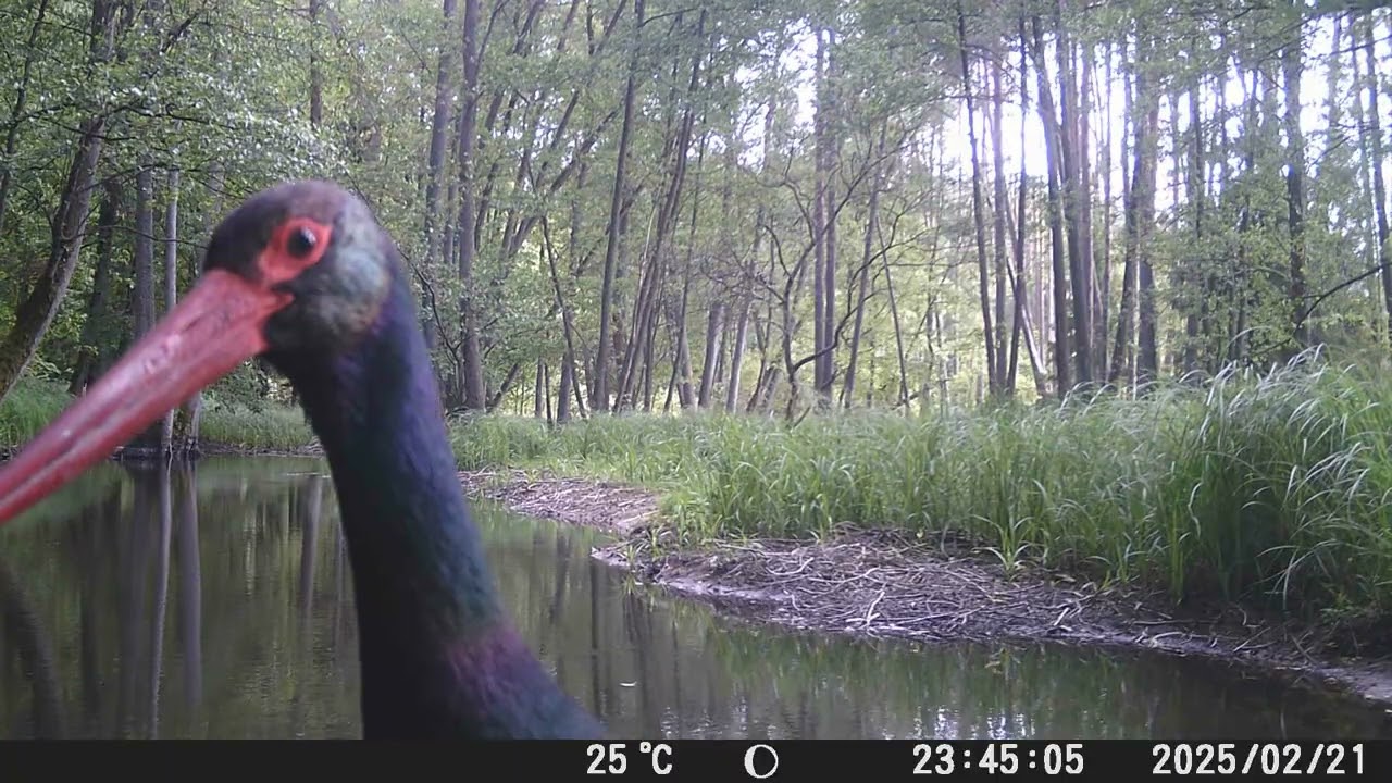 Bociek czarny i dwa młode wilki