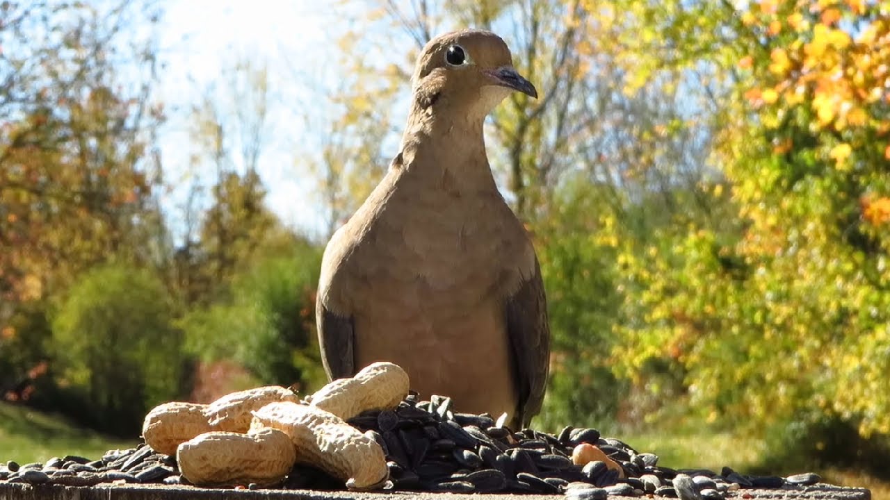 Mourning dove and chipmunk on a beautiful autumn morning