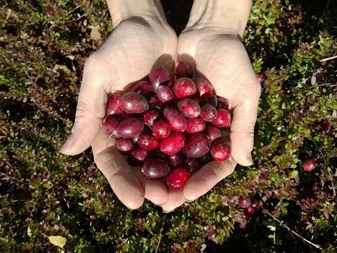 Урожайность клюквы. Сравнение сортов.