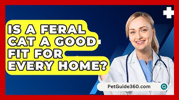 Is A Feral Cat A Good Fit For Every Home? - PetGuide360.com