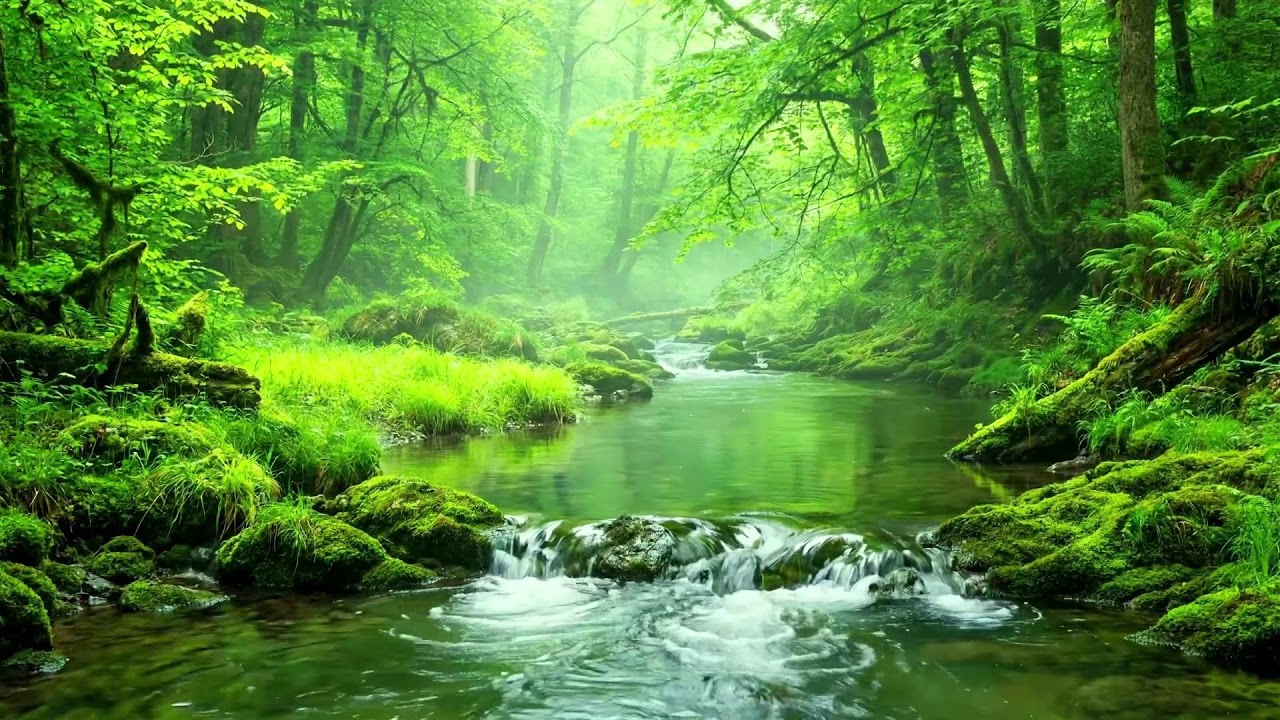 Stream Flowing Over Mossy Rocks with Birds Singing, Forest Nature Sounds for Meditation ASMR