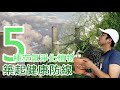 5種空氣淨化植物！築起健康防線！