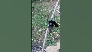 cara pikat bandangan konin di rumah.