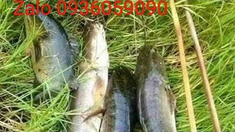 Bán cần câu cắm cá lóc bằng tre gai, bán cần câu cá lóc, zalo 0936059090, ship toàn quốc.