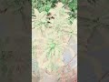 chuna Hai tumko