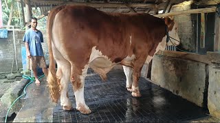 AMUNISI TERSEMBUNYI, Sapi Super di Kandang Sederhana‼️