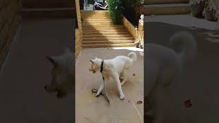بطل