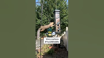 A squirrel tries to get seed from the feeder