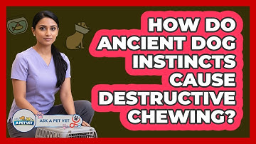 How Do Ancient Dog Instincts Cause Destructive Chewing? - Ask A Pet Vet