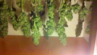 STB Indoor Grow #18