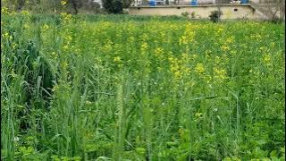 new ringtone||Bismillah||Surah fatiha||add birds voice ||nice ringtone