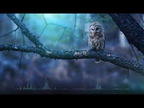 ბუ - აბაშა მე ვარ ...  / abasha - abasha me var ...