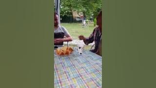 Mahmoud Shouaib & Yahya Bassal