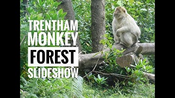 Slideshow - Trentham Monkey Forest