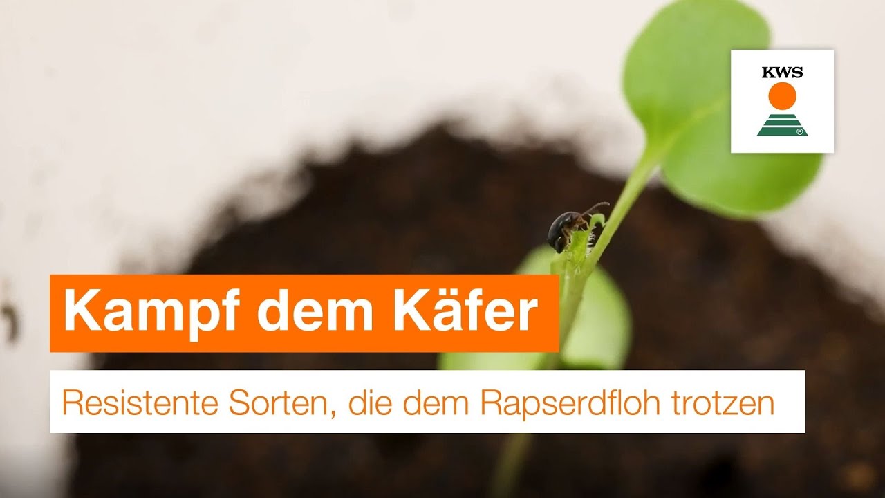 Kampf dem Käfer – KWS züchtet resistente Sorten, die dem Rapserdfloh trotzen