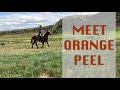 Hip #69 Orange Peel consigned by Tanner Allen to Jake Clark&#39;s MULE DAYS ONLINE Auction, June 15 21st