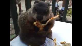 Fat Marmot Eats Pizza!