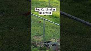 #birds #birdwatching #redcardinal #cooking #comedy