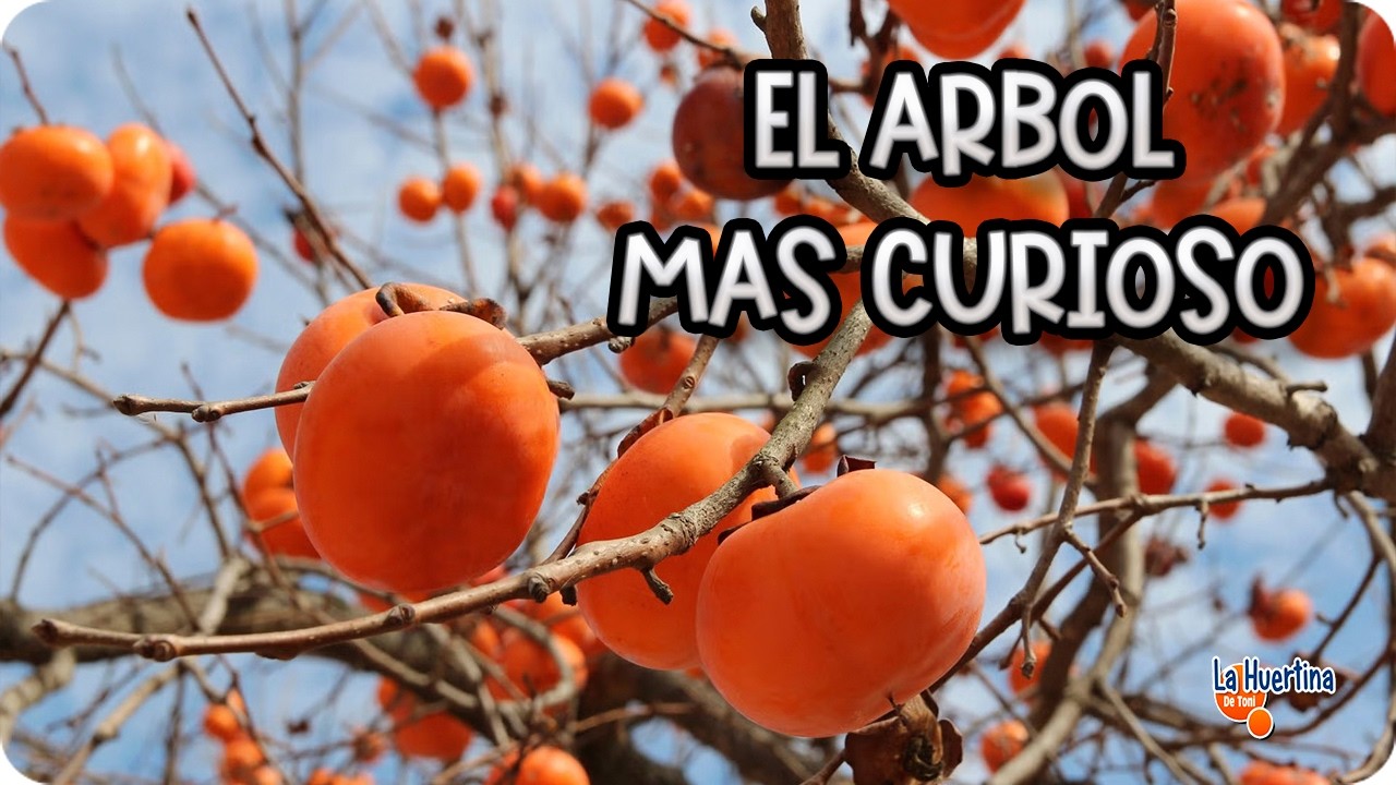 👉 El Árbol Más Curioso 🍊 Cómo Plantar y Cuidar Caqui para que Produzca Mucho || La Huertina De Toni
