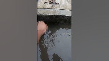 Remove Leaves Clogged Drain #unclog #culvert #drain #remove #youtubeshorts