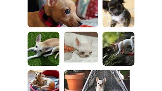 The 7 Different Types of Chihuahuas #chihuahua #dogs #pets by 100 PERCENT PETS 21 views 1 year ago 1 minute, 38 seconds