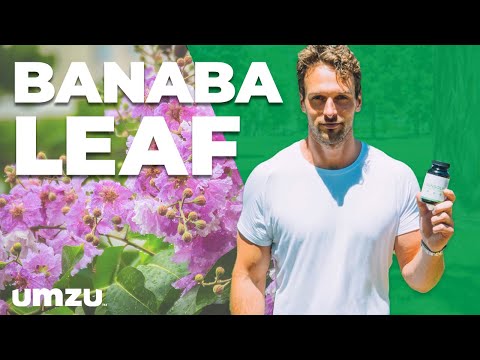 this-clinically-trialed-banaba-leaf-extract-lowers-blood-sugar-in-7-days